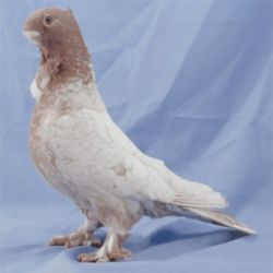 MEWKA ORIENTALNA2